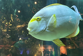 加拿大里普利水族馆第 31 张图片