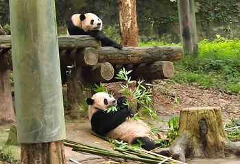 都江堰中华大熊猫苑(原熊猫乐园)第 32 张图片