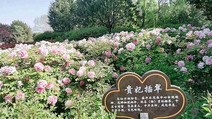 隋唐城遗址植物园第 17 张图片