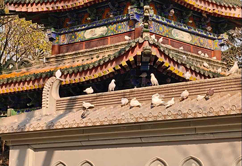 大兴善寺第 49 张图片