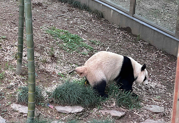 天目湖南山竹海第 163 张图片