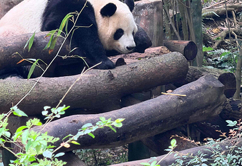 成都大熊猫繁育研究基地第 257 张图片