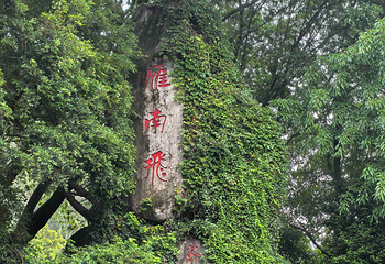 雁南飞茶田景区第 28 张图片