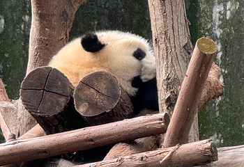 成都大熊猫繁育研究基地第 321 张图片