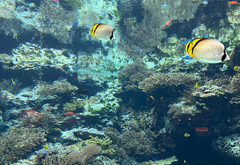 冲绳美丽海水族馆第 61 张图片