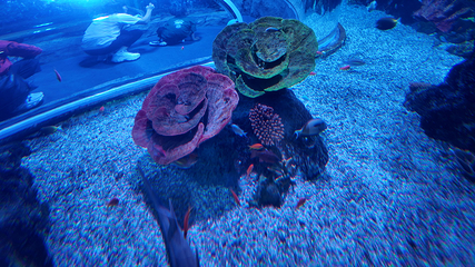 釜山SEA LIFE水族馆第 44 张图片