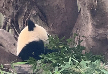 重庆动物园第 205 张图片