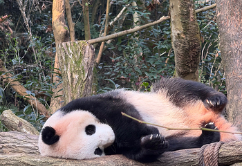熊猫谷第 99 张图片