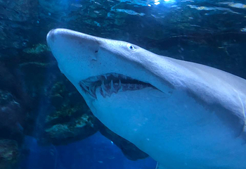 Sea Life COEX水族馆第 65 张图片
