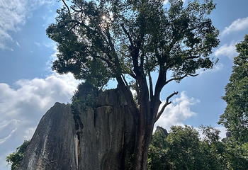 石林风景区第 220 张图片