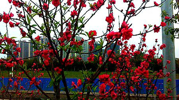 玉林凤凰岭公园