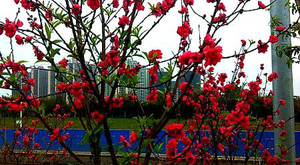 玉林凤凰岭公园