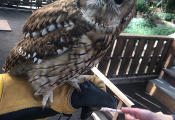 松江花鳥園第 16 张图片