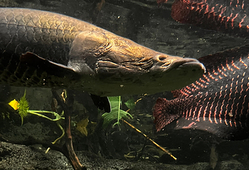 丹麦国立水族馆第 44 张图片