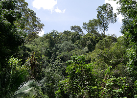Taman Negara Canopy Walkway