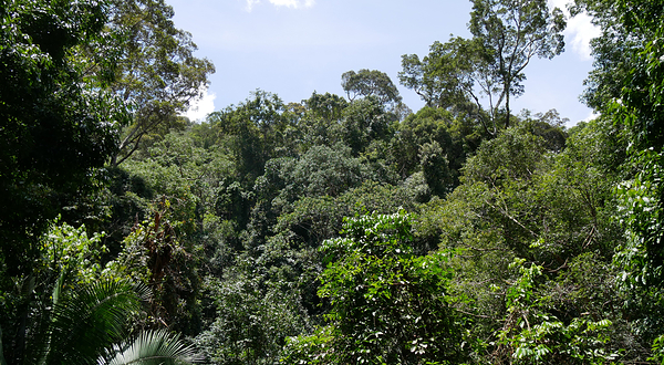 Taman Negara Canopy Walkway