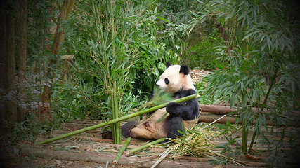 成都大熊猫繁育研究基地第 58 张图片