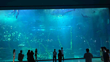 济州岛Aqua Planet水族馆第 54 张图片