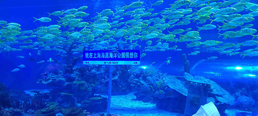 上海海昌海洋公园第 264 张图片