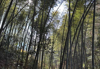 千岛湖红山谷景区第 37 张图片