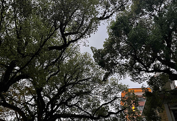 沙面第 50 张图片