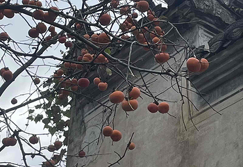 婺源篁岭景区第 378 张图片