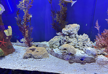 吉隆坡城中城水族馆第 18 张图片