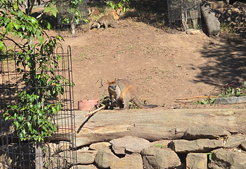 悉尼动物园第 25 张图片