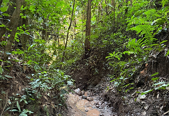基诺山雨林徒步第 60 张图片