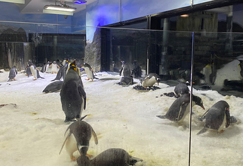 悉尼水族馆第 58 张图片