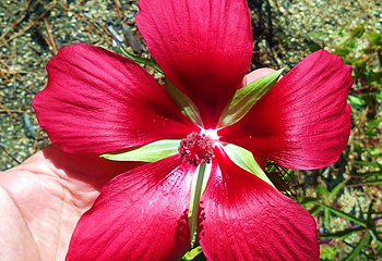 Jardin Botanico Marimurtra第 21 张图片