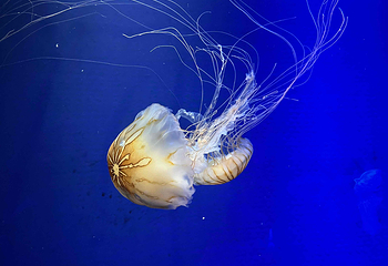 釜山SEA LIFE水族馆第 27 张图片