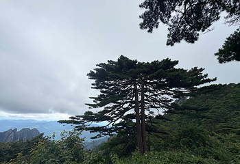 黄山风景区第 233 张图片