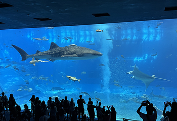 冲绳美丽海水族馆第 50 张图片