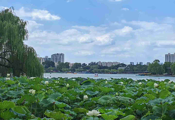 大明湖景区第 28 张图片