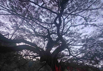 福建土楼永定景区第 89 张图片