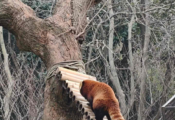 合肥野生动物园第 9 张图片
