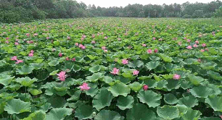 东滩湿地公园第 47 张图片
