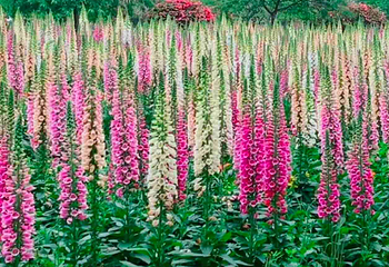 花舞人间第 117 张图片
