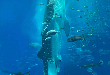 冲绳美丽海水族馆第 79 张图片