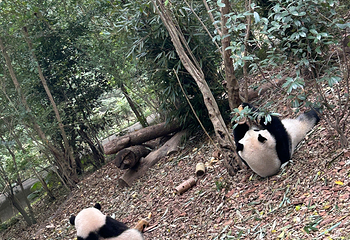 成都大熊猫繁育研究基地第 425 张图片