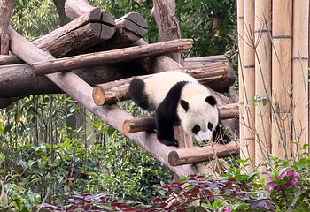 成都大熊猫繁育研究基地第 205 张图片