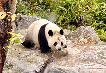 成都大熊猫繁育研究基地第 317 张图片