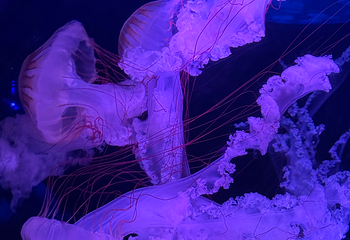 小梅沙海洋世界第 99 张图片