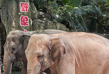 深圳野生动物园第 125 张图片