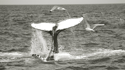 Salka Whale Watching第 10 张图片