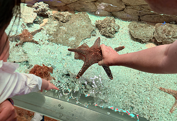 三亚亚特兰蒂斯失落的空间水族馆第 258 张图片