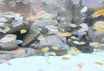 上海海洋水族馆第 140 张图片