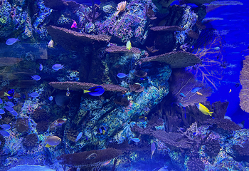 上海海洋水族馆第 111 张图片