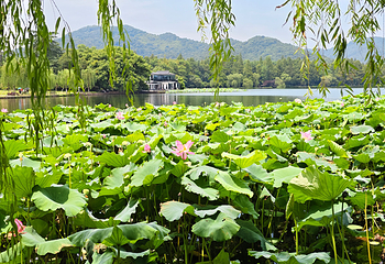 西湖观光游览车第 14 张图片